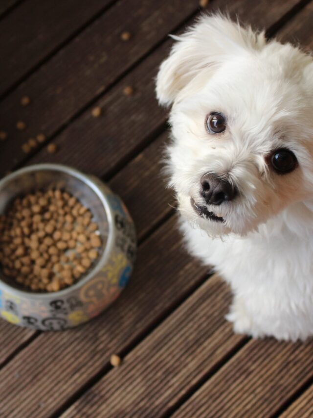 Superfoods For Your Pets Diet!