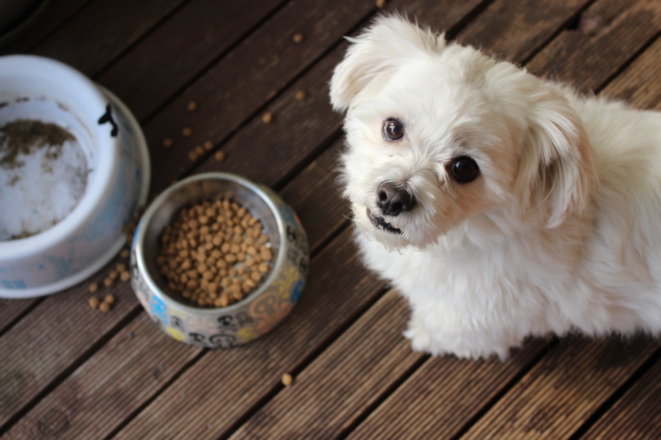 Superfoods For Your Pets Diet